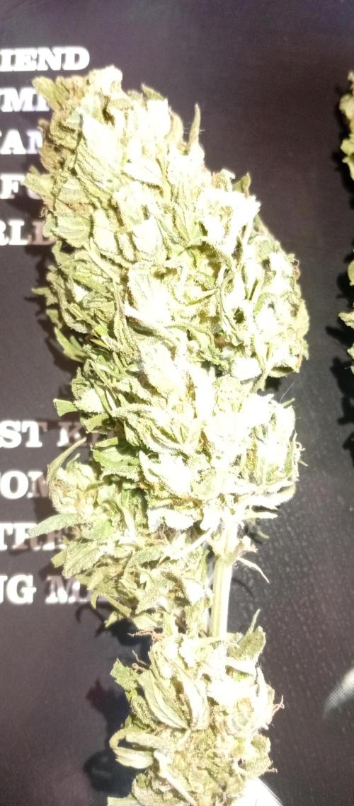 GMOxPakistanxMimosa. Week 21