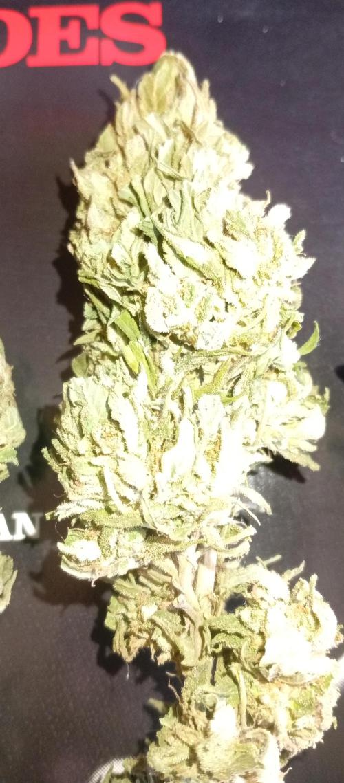 GMOxPakistanxMimosa. Week 21