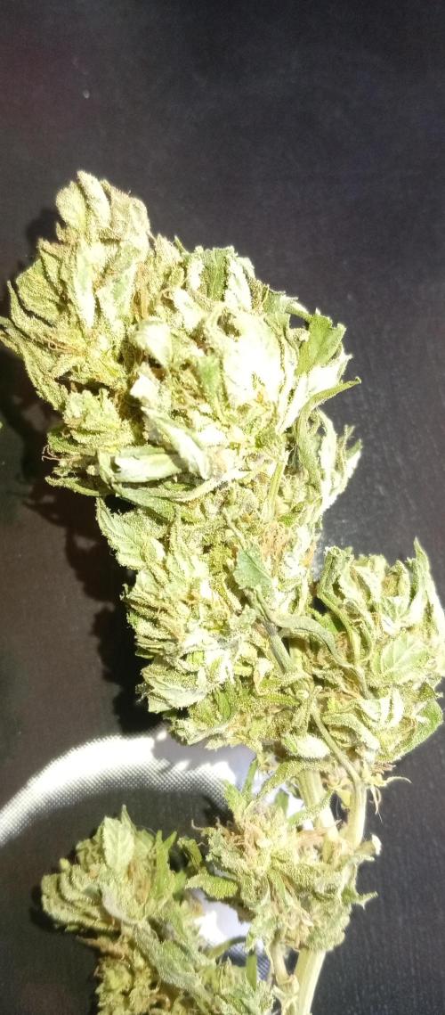 GMOxPakistanxMimosa. Week 21