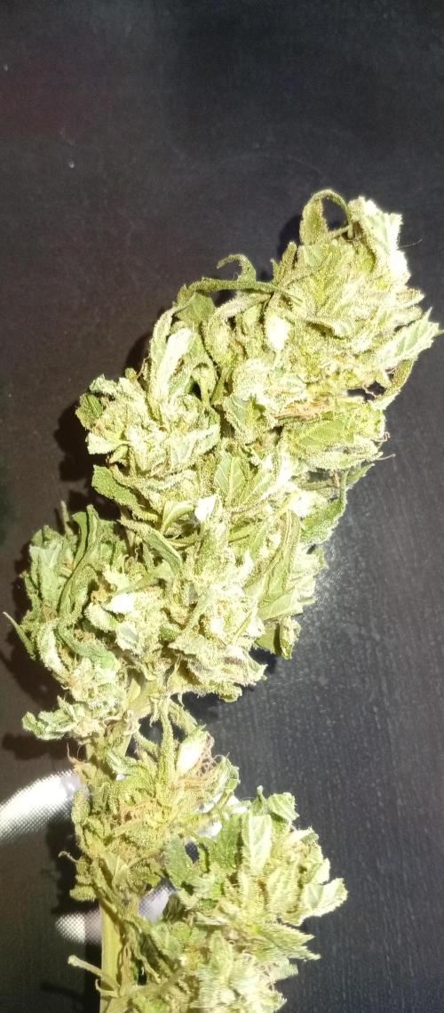 GMOxPakistanxMimosa. Week 21