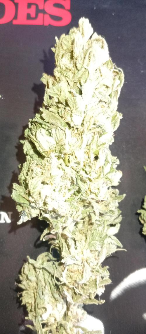 GMOxPakistanxMimosa. Week 21