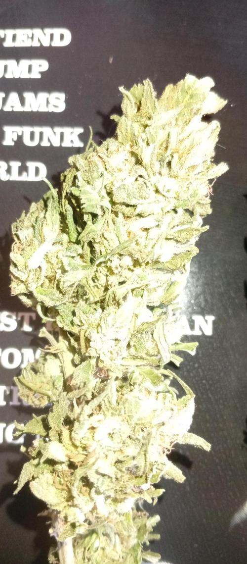 GMOxPakistanxMimosa. Week 21
