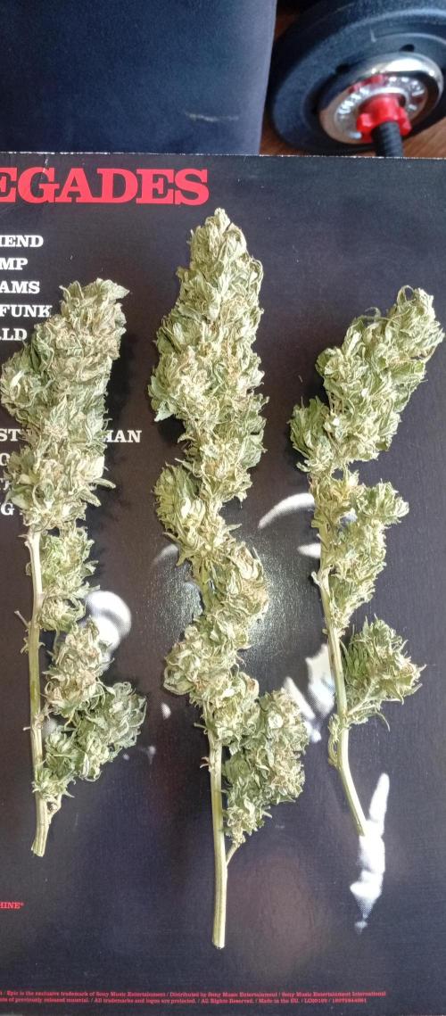 GMOxPakistanxMimosa. Week 21