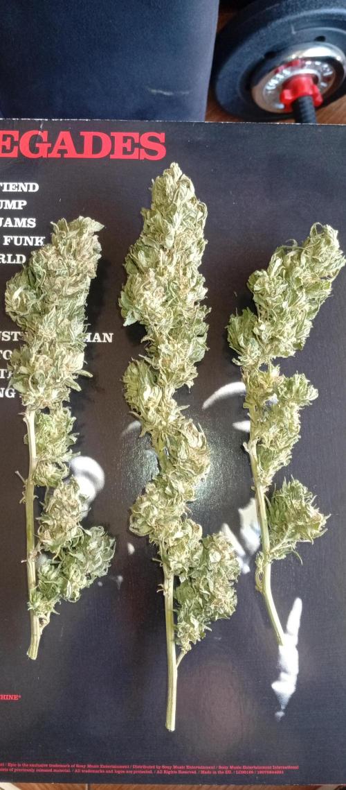 GMOxPakistanxMimosa. Week 21