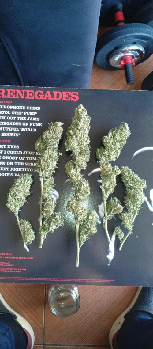 GMOxPakistanxMimosa. Week 21