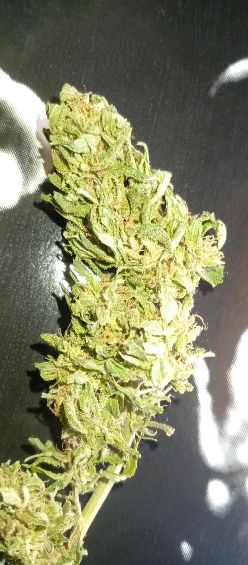 GMOxPakistanxMimosa. Week 21