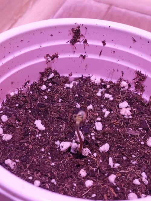 Denom Machete x Cherry Pie Reg.. Week 1