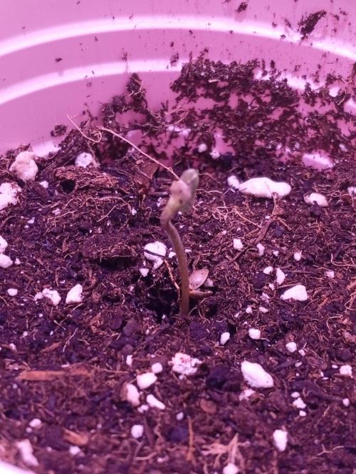 Denom Machete x Cherry Pie Reg.. Week 1
