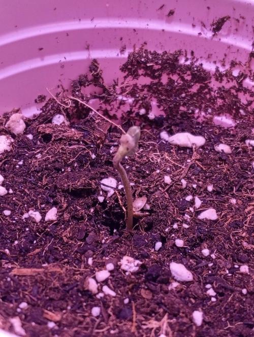 Denom Machete x Cherry Pie Reg.. Week 1