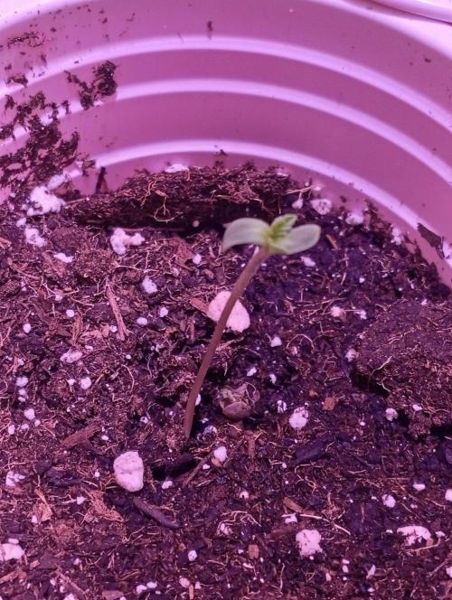 Denom Machete x Cherry Pie Reg.. Week 1