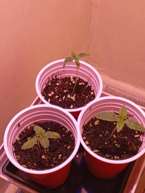Denom Machete x Cherry Pie Reg.. Week 2