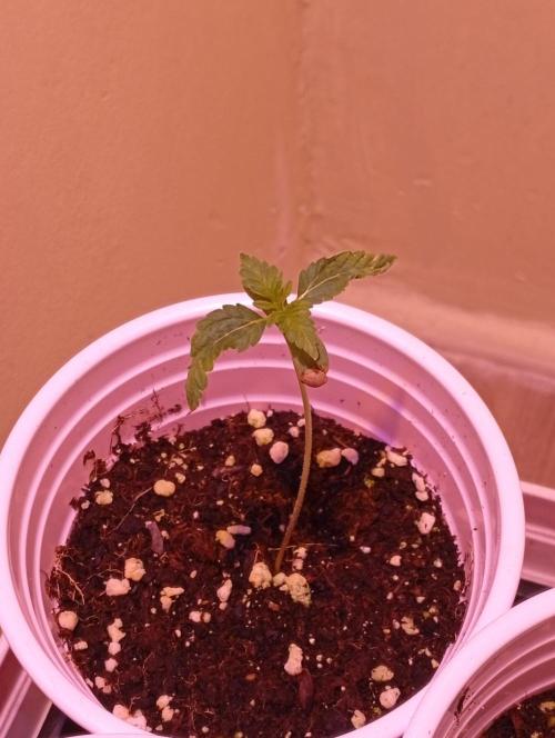 Denom Machete x Cherry Pie Reg.. Week 2