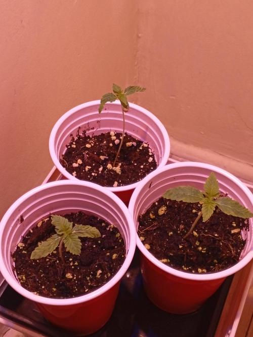 Denom Machete x Cherry Pie Reg.. Week 2
