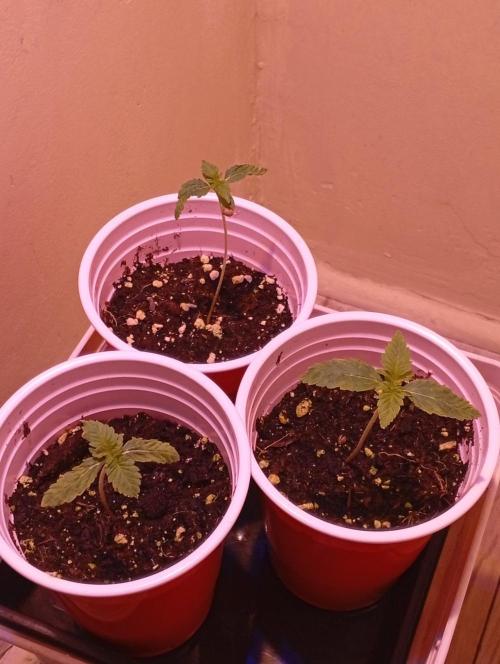 Denom Machete x Cherry Pie Reg.. Week 2