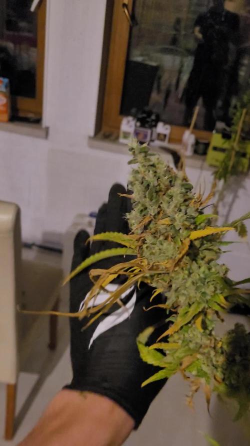 Sog critical kush