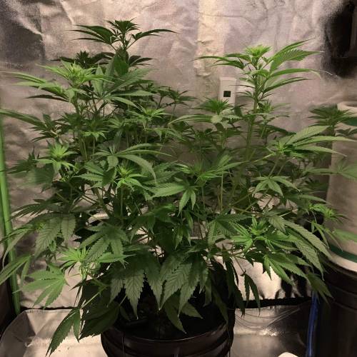 Dinamed CBD. Week 10