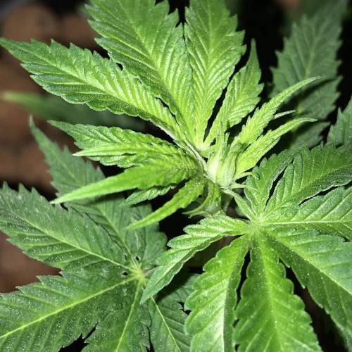 Bruce Banner #3 Clone To Flower. Week 3 - 24-09