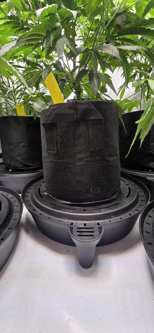 Dead By Dawn Genetics. Week 5