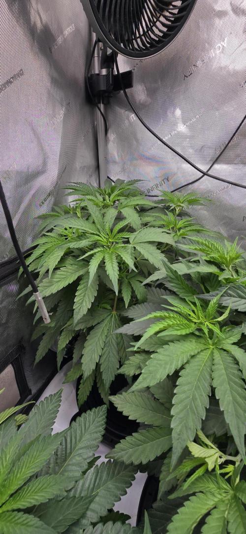 Dead By Dawn Genetics. Week 5