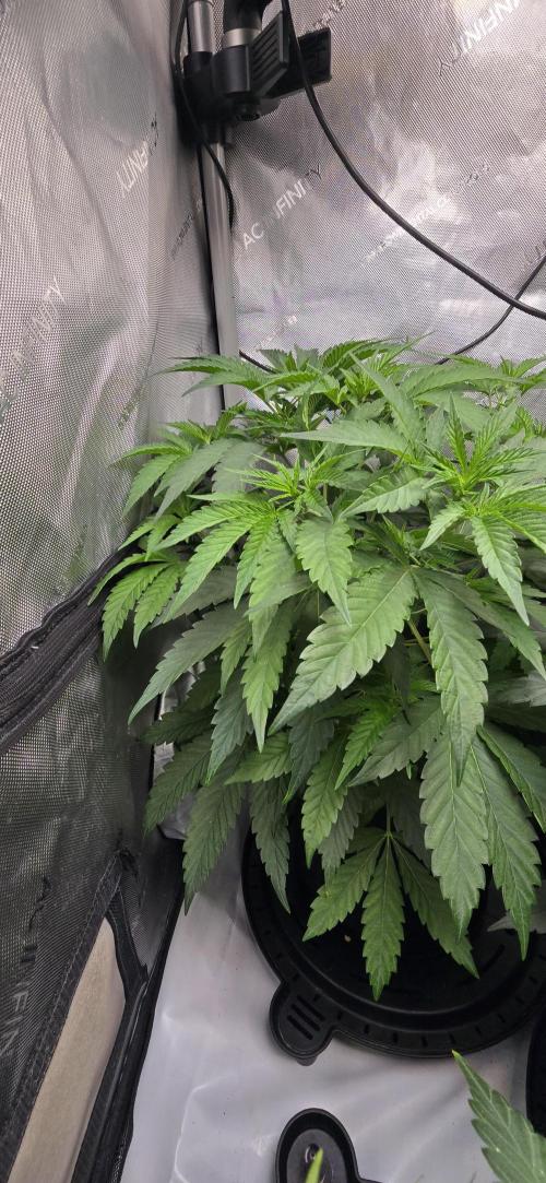 Dead By Dawn Genetics. Week 5