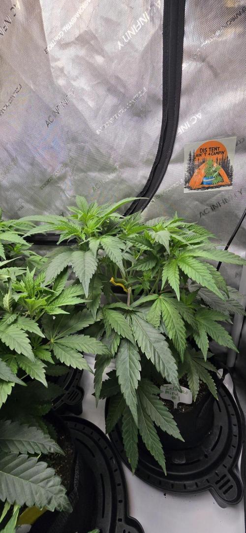 Dead By Dawn Genetics. Week 5