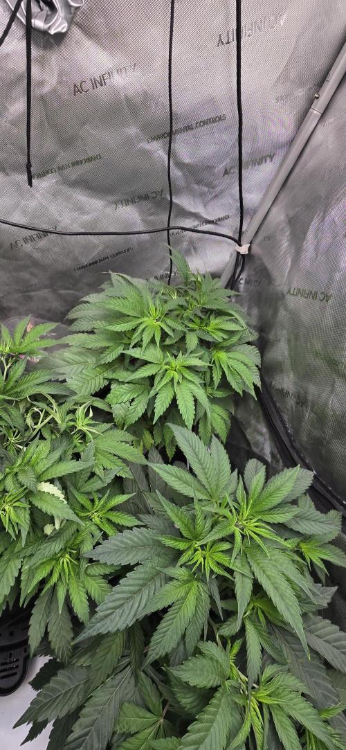 Dead By Dawn Genetics. Week 5