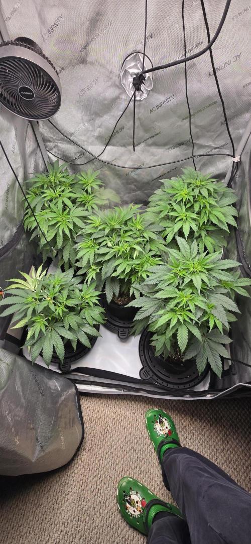 Dead By Dawn Genetics. Week 5 - 3x3 veg tent ⛺️ 😎 