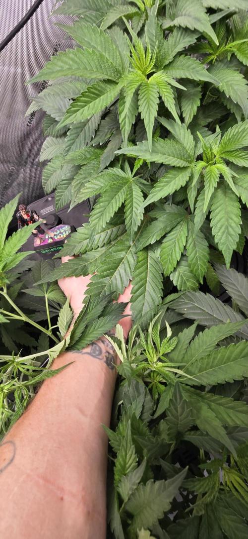 Dead By Dawn Genetics. Week 5