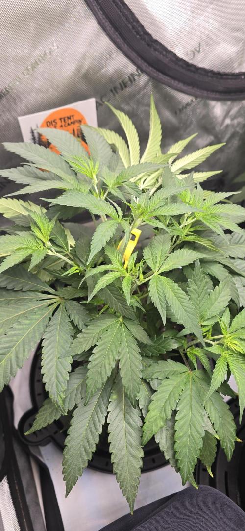 Dead By Dawn Genetics. Week 5