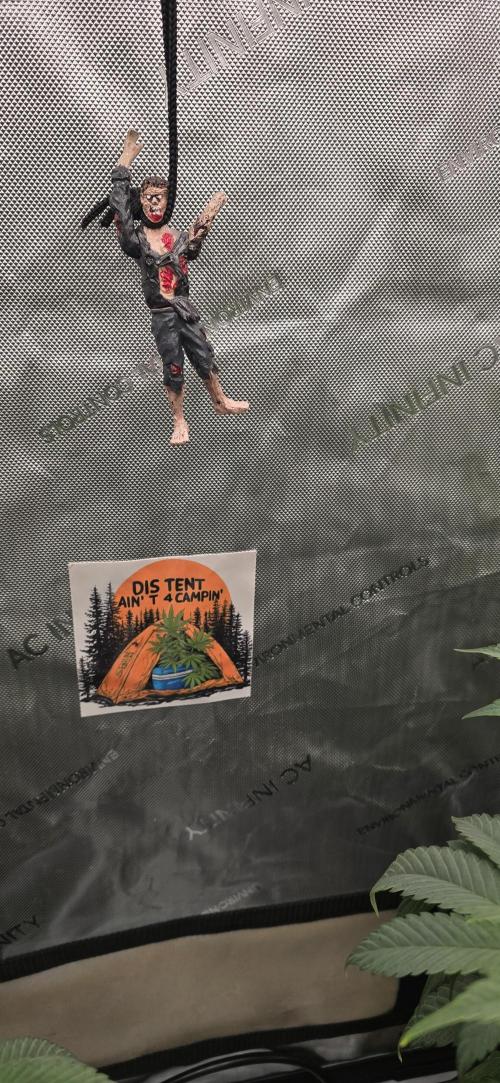 Dead By Dawn Genetics. Week 6