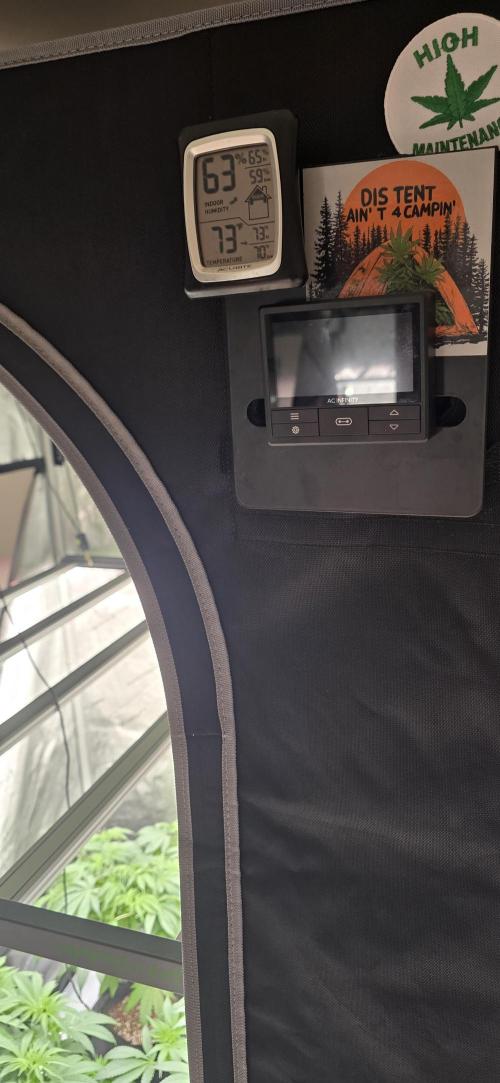 Dead By Dawn Genetics. Week 6