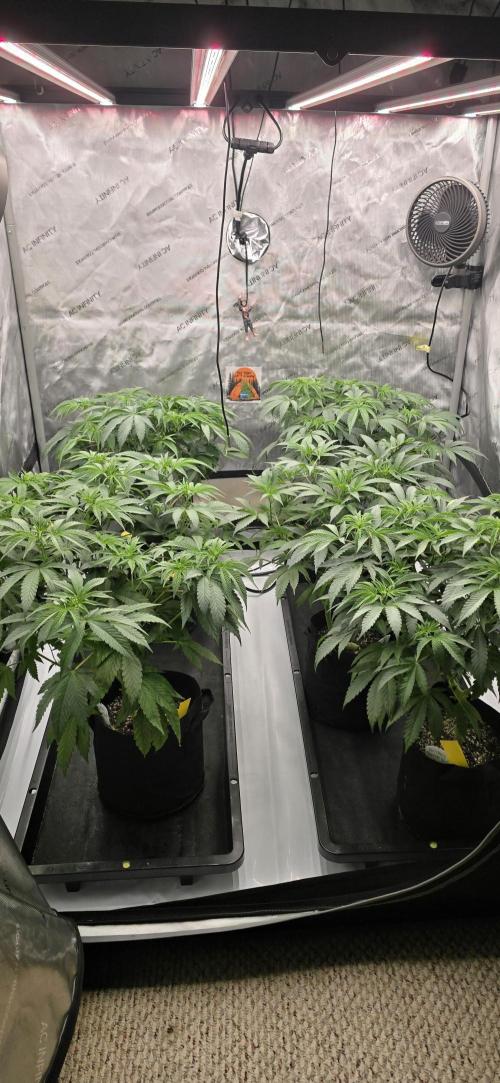 Dead By Dawn Genetics. Week 6