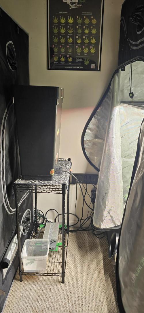 Dead By Dawn Genetics. Week 6