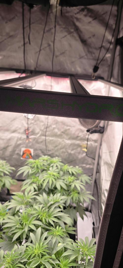 Dead By Dawn Genetics. Week 6