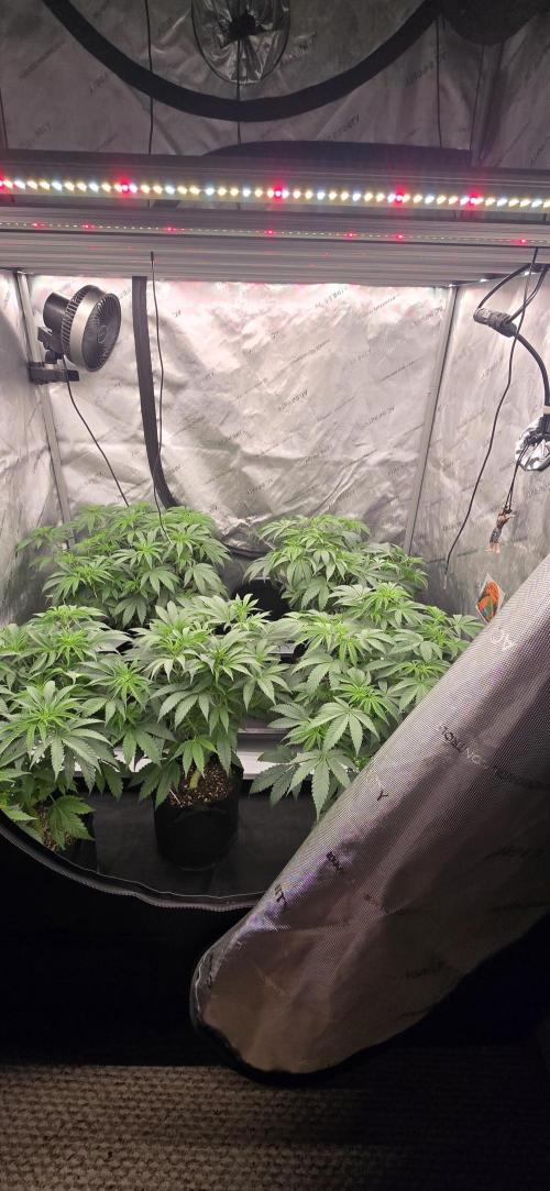 Dead By Dawn Genetics. Week 6