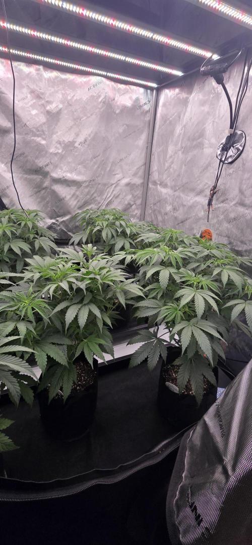 Dead By Dawn Genetics. Week 6