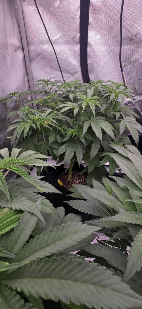 Dead By Dawn Genetics. Week 6