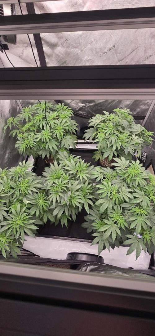 Dead By Dawn Genetics. Week 6