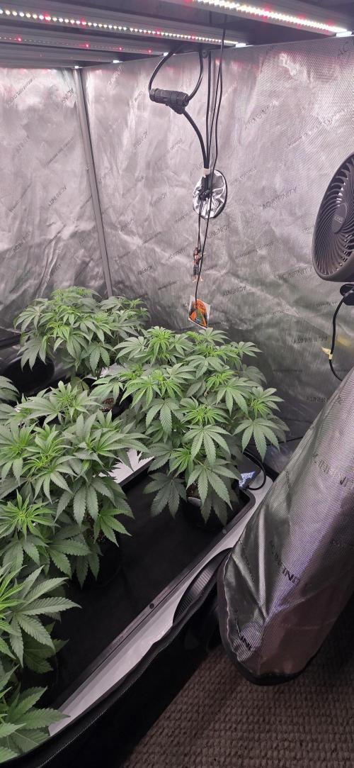 Dead By Dawn Genetics. Week 6