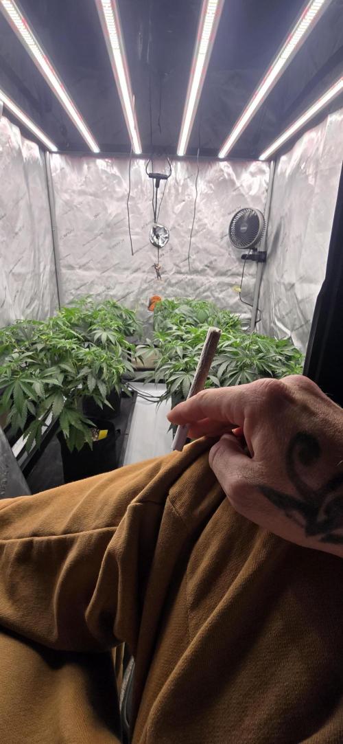 Dead By Dawn Genetics. Week 6