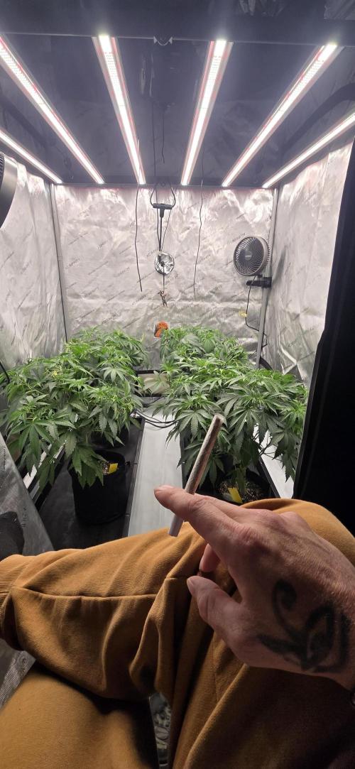 Dead By Dawn Genetics. Week 6