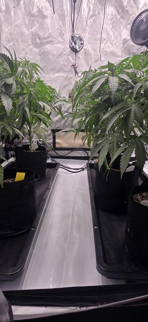 Dead By Dawn Genetics. Week 6