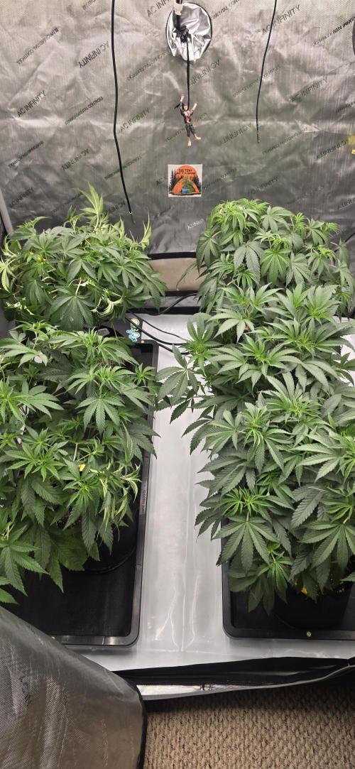 Dead By Dawn Genetics. Week 6