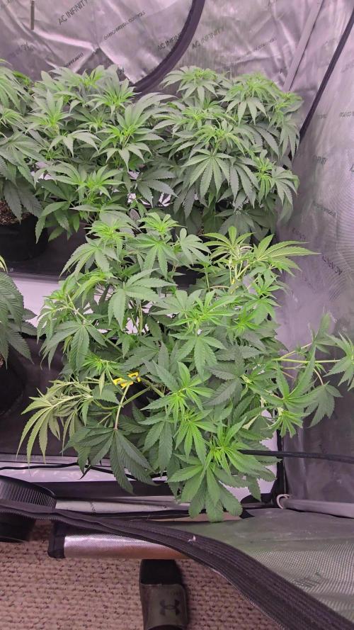 Dead By Dawn Genetics