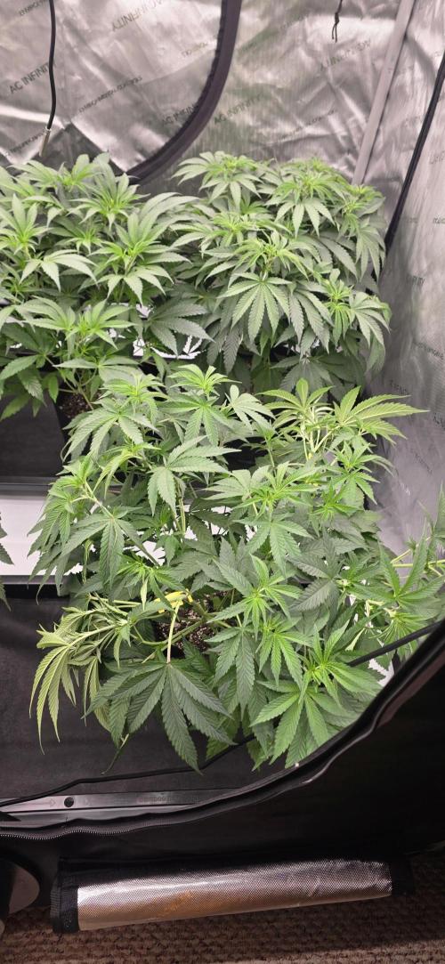 Dead By Dawn Genetics. Week 6