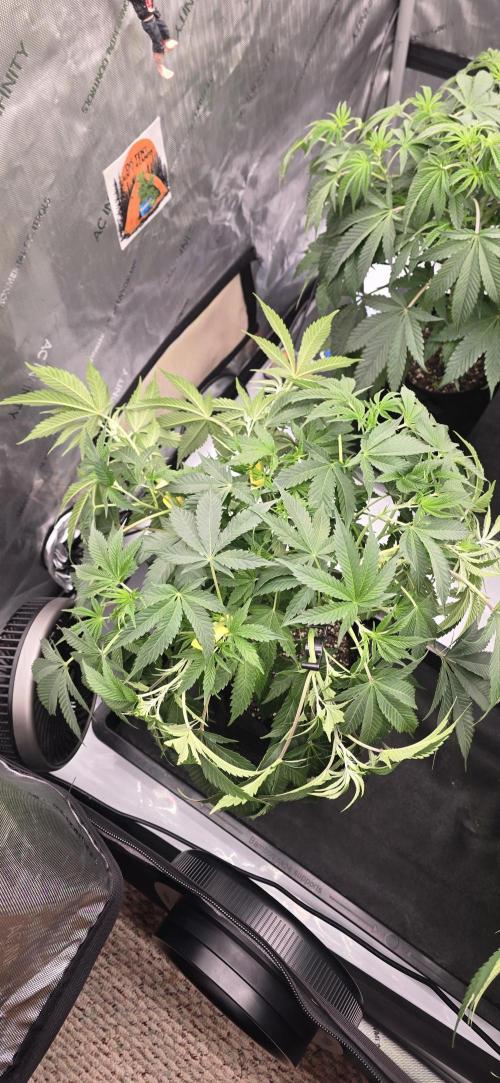 Dead By Dawn Genetics. Week 6