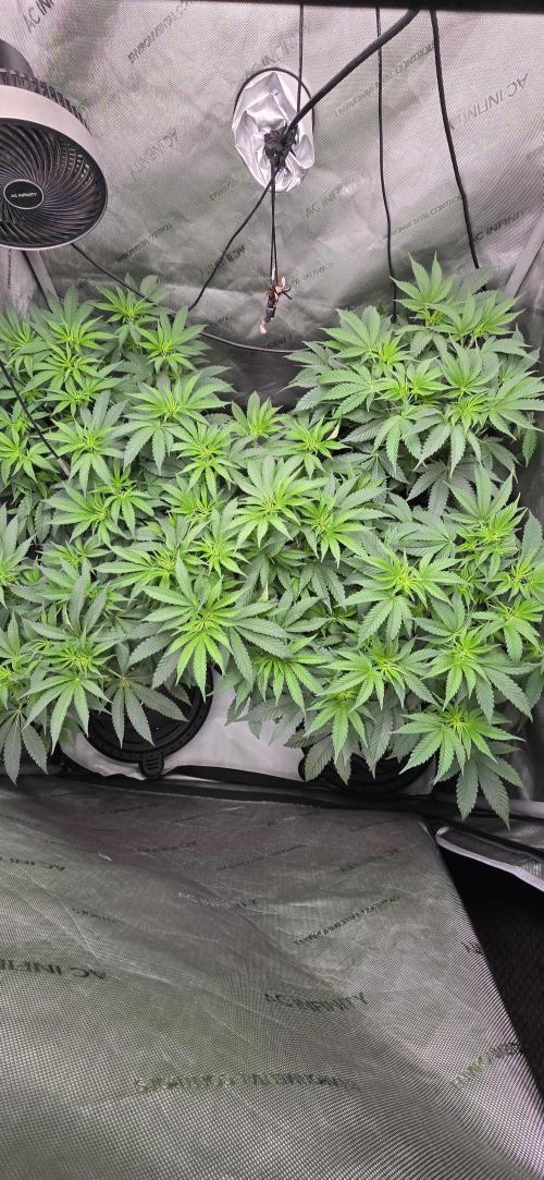 Dead By Dawn Genetics. Week 6