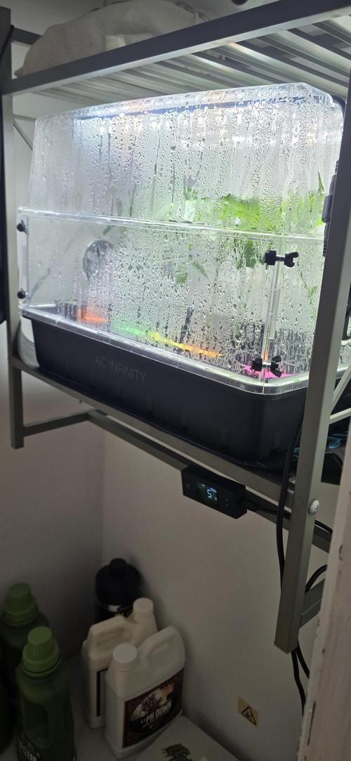 Dead By Dawn Genetics. Week 6