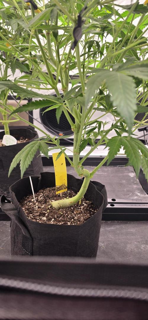 Dead By Dawn Genetics. Week 7