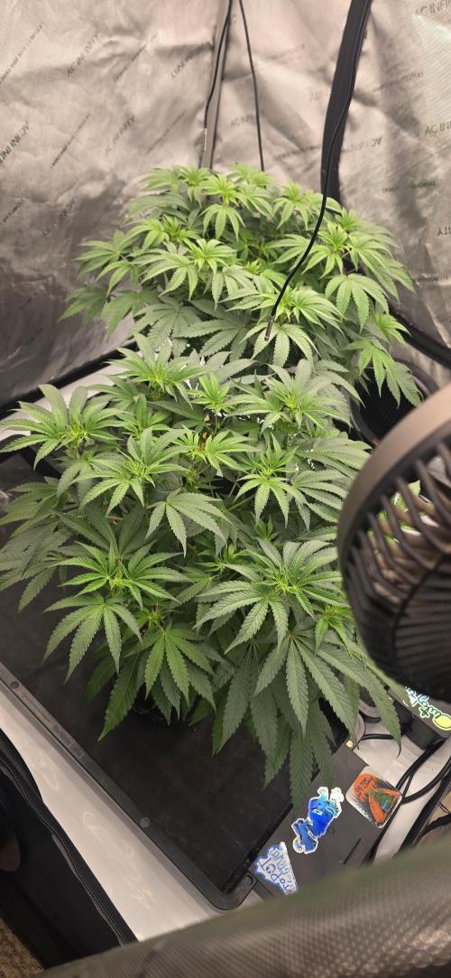 Dead By Dawn Genetics. Week 7